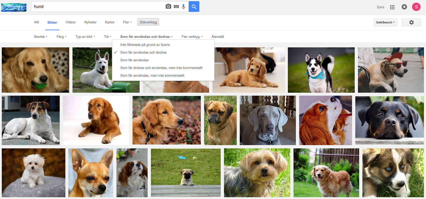 hund-google-sök