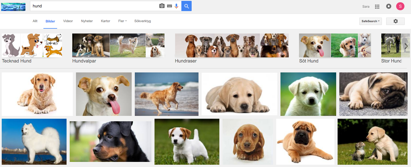 hund-google